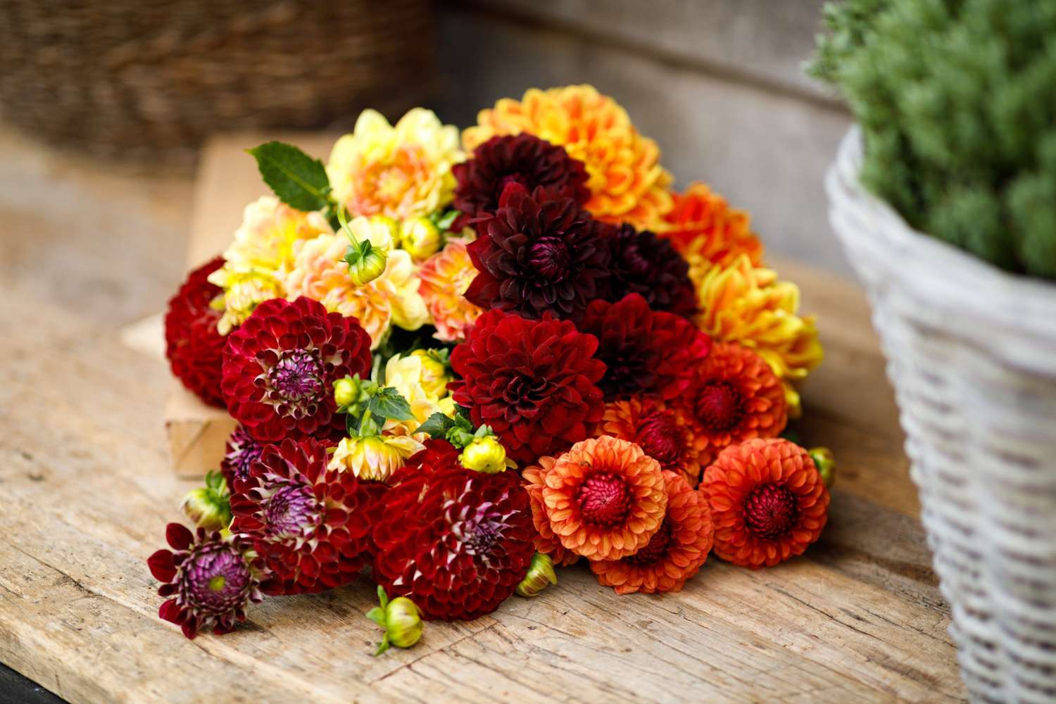 Dahlien Mix ‘Jessica’